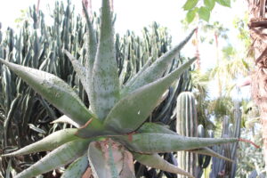Cactus and aloe plants near window sills to discourage house robbery