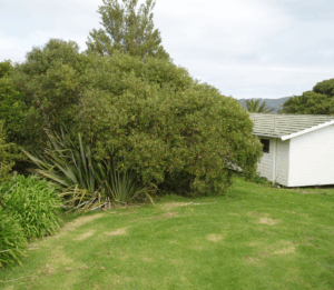 Tall spiky plants near windows to deter house robbery attempts