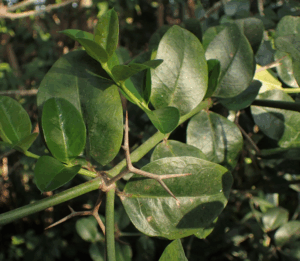 Low-maintenance plants that double as protection from house robbery