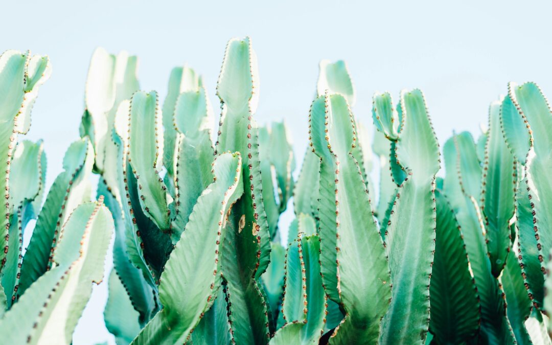 Can you stop a house robbery with plants?